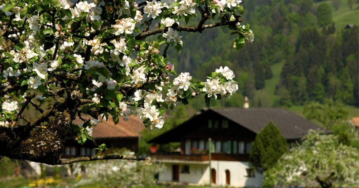 Im Vordergrund ein Baum mit frisch geöffneten Blüten, im Hintergrund eine Immobilie, die versteckt wirkt | Immobilie finden